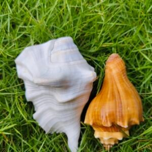 Natural Conch Shell Pair